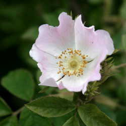 Rosa aff. villosa