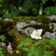 Rosa arvensis