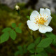 Rosa arvensis