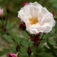 Rosa arvensis 'Splendens'