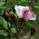 Rosa arvensis 'Splendens'