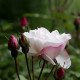 Rosa arvensis 'Splendens'