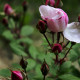 Rosa arvensis 'Splendens'