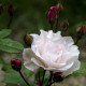 Rosa arvensis 'Splendens'