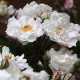 Rosa arvensis 'Splendens'