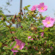 Rosa blanda var. glabra