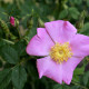 Rosa carolina