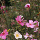 Rosa chinensis 'Mutabilis'