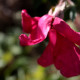 Rosa chinensis 'Mutabilis'