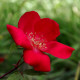Rosa chinensis 'Sanguinea'