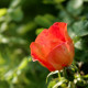 Rosa foetida 'Bicolor'