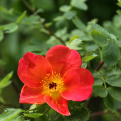 Rosa foetida 'Bicolor'