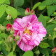 Rosa gallica versicolor