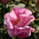 Rosa gallica versicolor