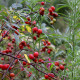 Rosa glauca