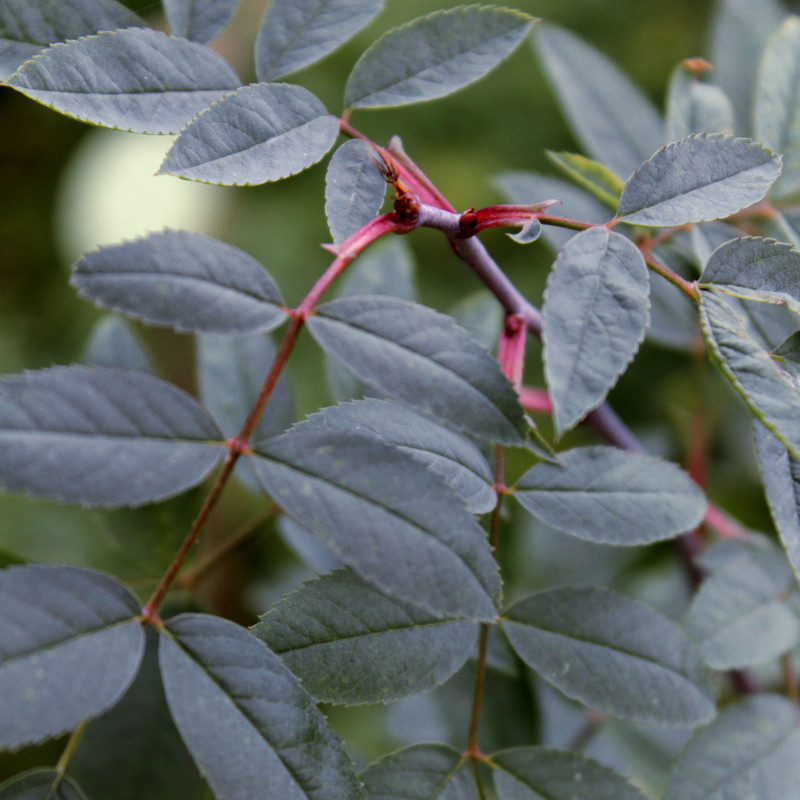 ROSA glauca - rosier à feuilles bleues