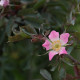 Rosa glauca