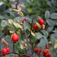 Rosa glauca