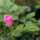 Rosa glutinosa