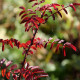 Rosa hugonis