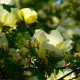 Rosa hugonis