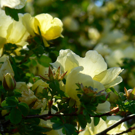 Rosa hugonis