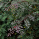 Rosa hugonis