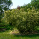 Rosa hugonis