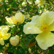 Rosa hugonis