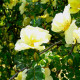 Rosa hugonis