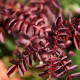 Rosa hugonis