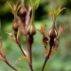 Rosa davidii var. elongata 'Glaucescens'