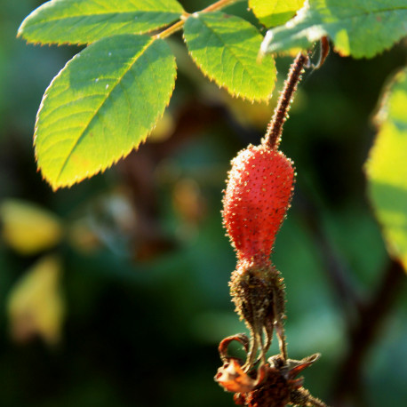 Rosa davidii var. elongata 'Glaucescens'