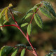 Rosa davidii var. elongata 'Glaucescens'