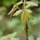 Rosa davidii var. elongata 'Glaucescens'