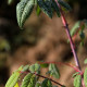 Rosa davidii var. elongata 'Glaucescens'