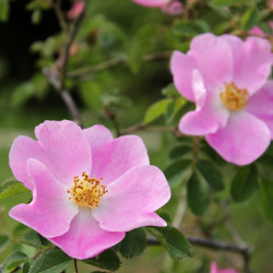 Rosa marginata