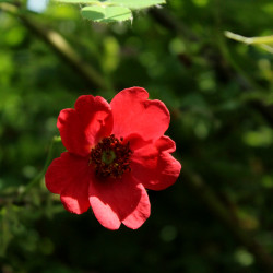 Rosa moyesii 'Geranium'