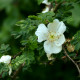 Rosa omeiensis