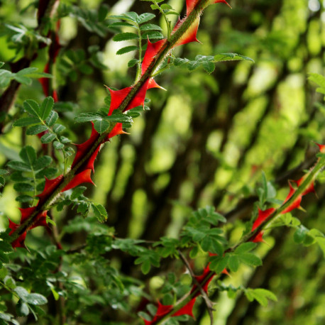 Rosa omeiensis 'Pteracantha'