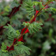 Rosa omeiensis 'Pteracantha'