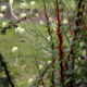 Rosa omeiensis 'Pteracantha'