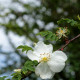 Rosa omeiensis 'Pteracantha'