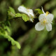 Rosa omeiensis 'Pteracantha'