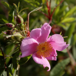 Rosa palustris var. nuttaliana