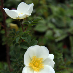 Rosa spinosissima