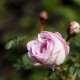 Rosa pimpinellifolia 'Double Pink'