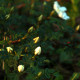 Rosa pimpinellifolia 'Repens'