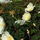 Rosa pimpinellifolia 'Repens'
