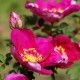 Rosa spinosissima 'Rubra'